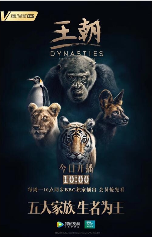 五大家族角逐动物界“奥斯卡” 腾讯视频独播BBC纪录片《王朝》上线