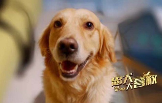 《忠犬大营救》11.23上映 狗狗题材聚焦社会热点