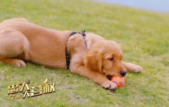 《忠犬大营救》发文要求多排片 正能量宠物电影？