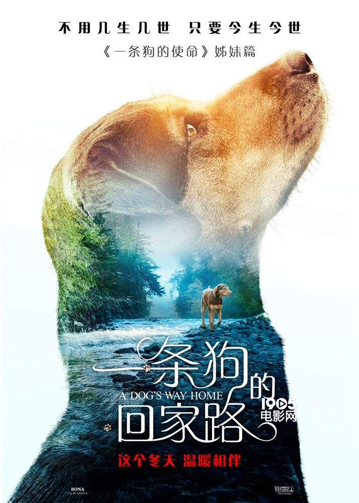 《一条狗的回家路》曝预告 贝拉横跨四季为爱归来