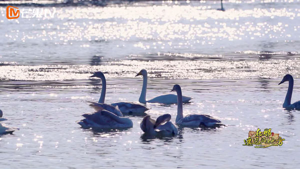 从“天鹅之城”到焉耆“辣椒海”，《在那遥远的地方》带你走进丝路名城库尔勒