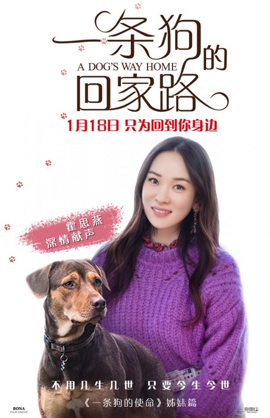 霍思燕献声《一条狗的回家路》 首次挑战动物配音