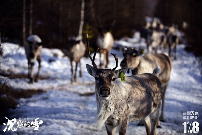 犯罪剧情片《沉默的雪》公映 聚焦鄂温克族文化