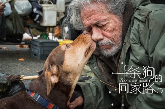 《一条狗的回家路》被赞“假期必看” 狗狗送温暖