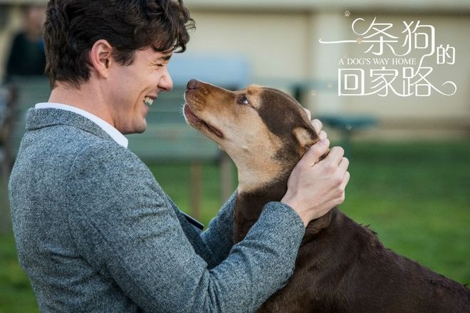 《一条狗的回家路》发布特辑 采访真实“狗民”