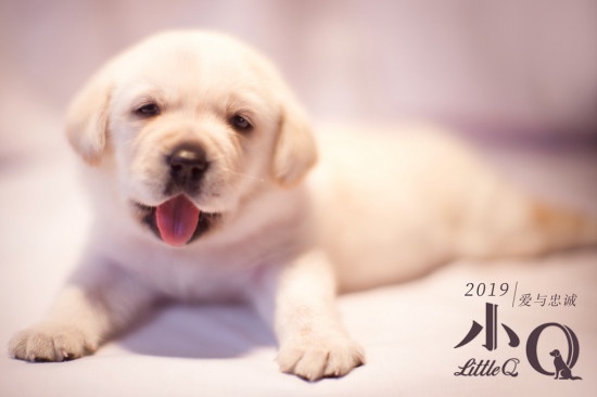 《小Q》曝特辑 讲述三个家庭与导盲犬的催泪故事