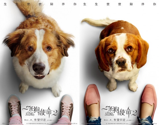 有望引进内地！《一条狗的使命2》曝回归版预告