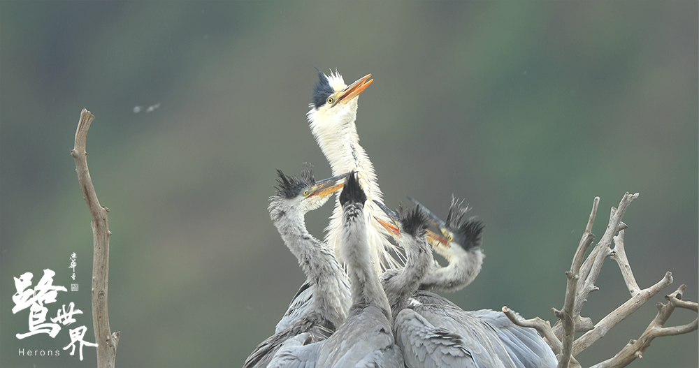 《鹭世界》发布推广曲MV ，《精灵的眼睛》呼唤母爱深情