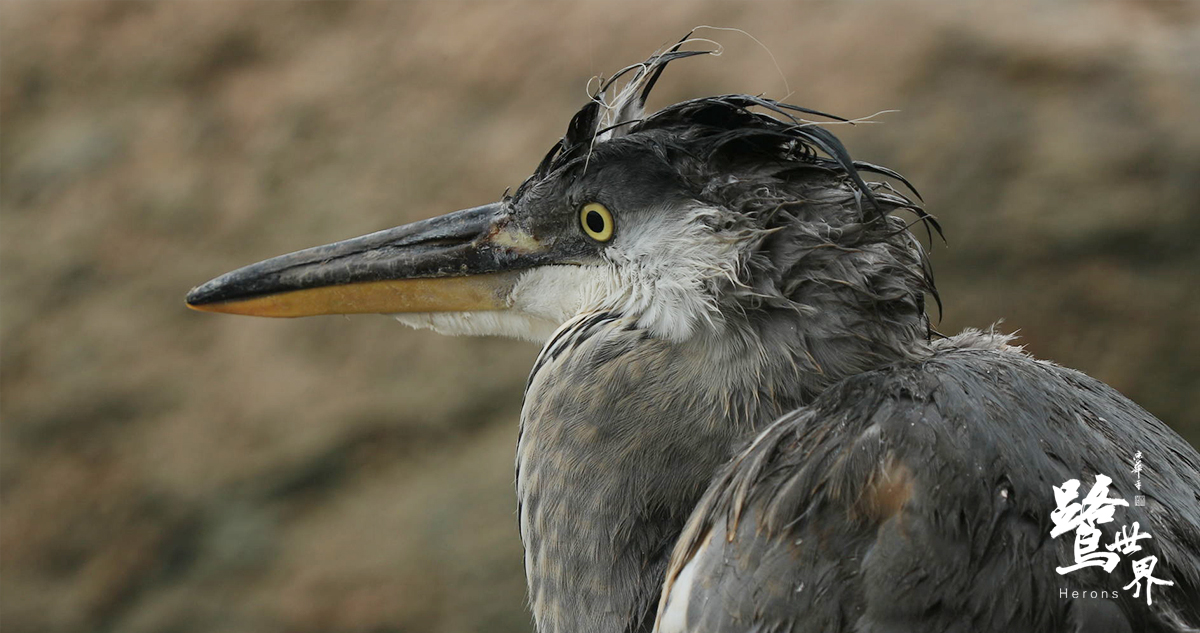 中国首部全景声自然电影《鹭世界》郑州举办首映礼