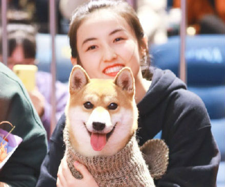 《向往的生活》“男一号”柴犬小H探班张子枫《宠爱》路演  