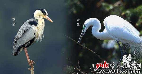 《鹭世界》发布群“星”特辑 黄河众鸟跑龙套