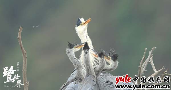 《鹭世界》发布推广曲MV  “精灵的眼睛”呼唤母爱