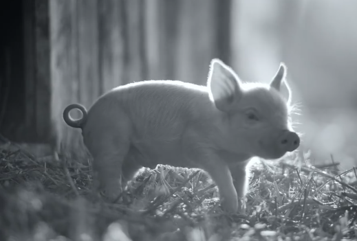 动物纪录片《贡达》曝预告，2月23日柏林电影节首映