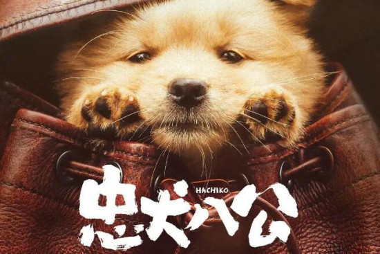 程波教授评《忠犬八公》：他山之石与中国故事