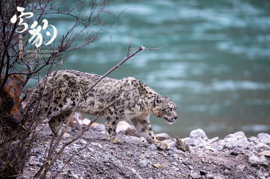 获最受传媒关注荣誉!《雪豹和她的朋友们》定档8.4