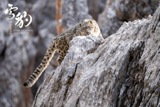 生命张力拉满！《雪豹和她的朋友们》野性来袭