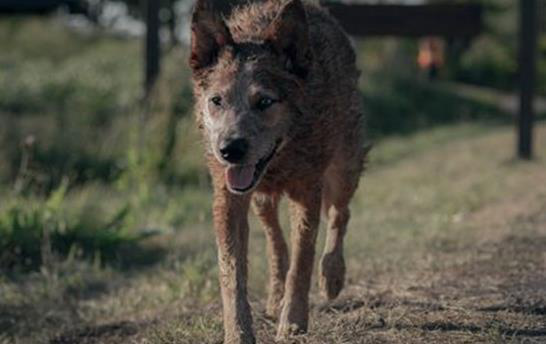 《宠物坟场》续集定名《血统》  北美定档10月6日
